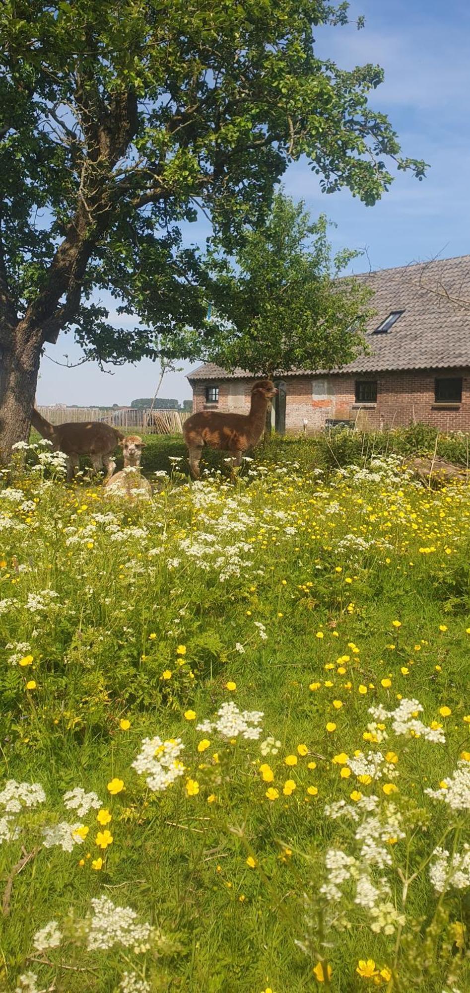 Bed and Breakfast De Wagenloods Alphen aan den Rijn Zewnętrze zdjęcie